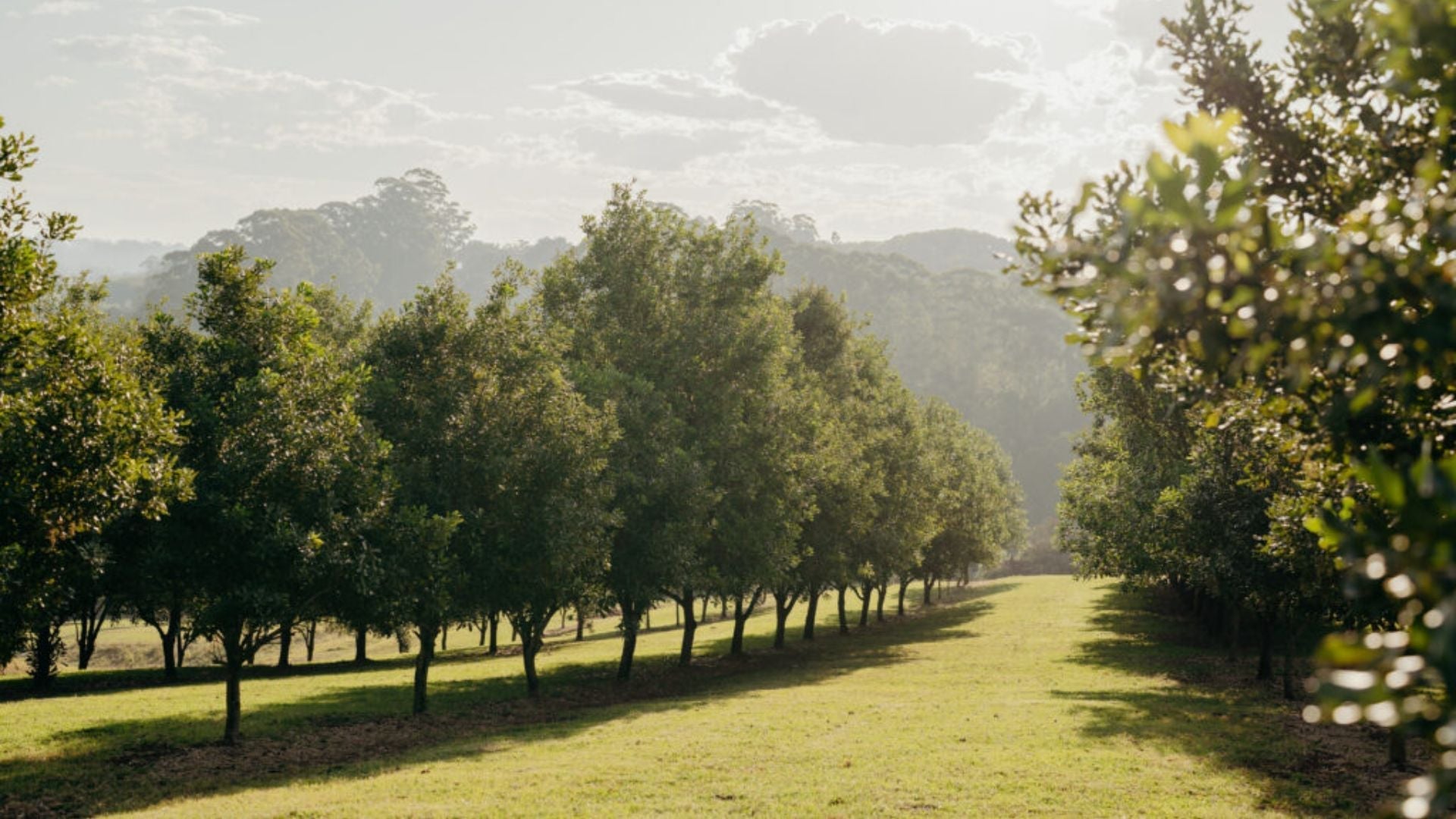 Case Study: Birdzout 8S Octi Protects Macadamias from Cockatoos
