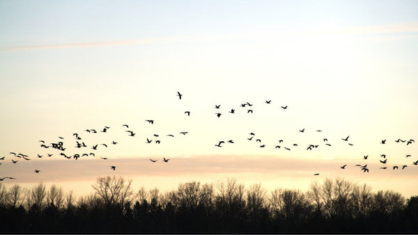 What is Ultrasonic Sound and How Does it Deter Birds?